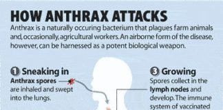 Medical infographic : Medical infographic : Anthrax Bacteria Killed By Simple Sugar Compound Called Cyclodextrin. Is CDC Loo…