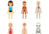 Medical infographic : Medical infographic : Female body anatomy. Medical Infographic. $6.00