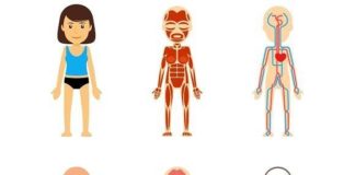 Medical infographic : Medical infographic : Female body anatomy. Medical Infographic. $6.00