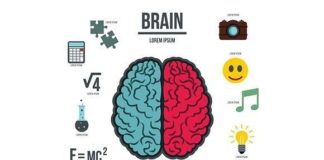 Medical infographic : Medical infographic : Human brain infographics set. Medical Infographic. $5.00