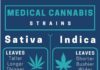 Medical infographic : Medical infographic : Medical infographic : Consider the strain when you choose your medical cannabis …