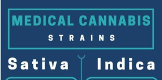 Medical infographic : Medical infographic : Medical infographic : Consider the strain when you choose your medical cannabis …