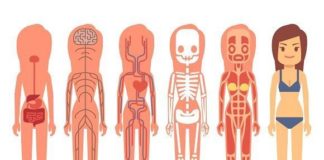 Medical infographic : Medical infographic : Medical woman body anatomy. Medical Infographic