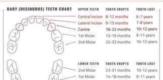 Medical infographic : Medical infographic : Teeth Vector Infographic. Medical Infographic. $3.00