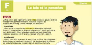 Medical infographic : Nutrition Healthy Eating : Le foie et le pancréas Nutrition Healthy Eating : …