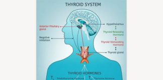 Medical infographic : Thyroid System Poster. Medical Infographic