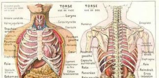 Medical infographic : anatomie du corps humain …