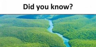 Psychology : TRIPSKEE – The Funny Panda