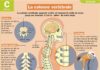 Science infographic – La colonne vertébrale
