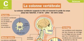 Science infographic – La colonne vertébrale