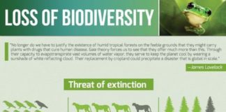 Science infographic – SavingSpecies » Top 10 Biodiversity Conservation Infographics – Infographic showing decline of biodiversity