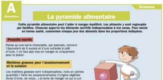 Science infographic – Science infographic – La pyramide alimentaire