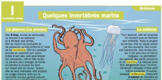 Science infographic – Science infographic – Quelques invertébrés marins