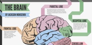 Science infographic – Science infographic – The #Brain. #anatomy #neuroscience #cerebellum #infographic #science