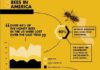 Statistics infographic : Bees In America An infographic design about the statistic and decline of bees th…