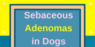 Statistics infographic : Sebaceous Adenomas in Dogs Statistical Infographic. Feel free to use this for y…