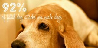 Statistics infographic : Dog Bite Statistics (How Likely Are You To Get Bit?)