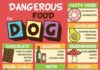 Food infographic – Food infographic – Food infographic Food infographic Food infographic Best Dog Food Our Favorit