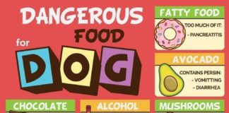 Food infographic – Food infographic – Food infographic Food infographic Food infographic Best Dog Food Our Favorit
