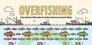 Statistics infographic :