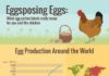 Business infographic : Top-Notch 25 Ideas For Egg Business Promotion