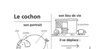Educational infographic : Aperçu du fichier cm148_fiches_animaux.pdf …