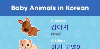 Educational infographic : Baby Animals in Korean #korean #hangul #learnkoreanfast #animals