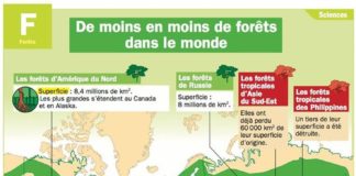 Educational infographic : COP21: Préserver les forêts, enjeu majeur d'un accord sur le climat