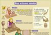 Educational infographic : Des artisants adroits
