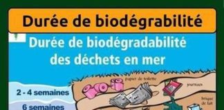 Educational infographic : Durée de biodégrabilité des déchets en mer