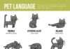 Educational infographic : Educational infographic : Educational infographic : pet language infographic