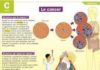 Educational infographic : Educational infographic : Le cancer – Mon Quotidien, le seul site d’information quotidienne pour les 1…