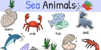 Educational infographic : En este pin podemos observar la clasificación de animales acuáticos.