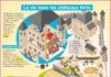 Educational infographic : La vie dans les châteaux forts