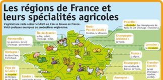 Educational infographic : Les régions de France et leurs spécialités agricoles