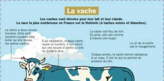 Educational infographic : la vache