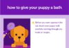 Fashion infographic : How to Give Your Puppy a Bath – PupBox