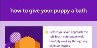 Fashion infographic : How to Give Your Puppy a Bath – PupBox
