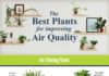 Fashion infographic : The Best Plants for Improving Air Quality #Infographics