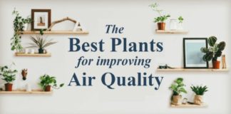 Fashion infographic : The Best Plants for Improving Air Quality #Infographics