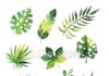 Fashion infographic : exotique, ensemble, feuilles, arbres, aquarelle, vecteur, jungle, illustrations,…
