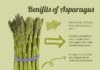 Food infographic – Benefits of Asparagus
