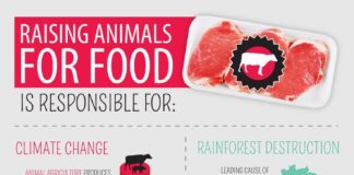 Food infographic – COWSPIRACY: The Sustainability Secret
