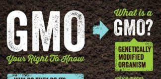 Food infographic – Celebrate Non-GMO Month By Using Your Shopping Cart As A Vehicle for Social Chan…