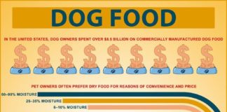 Food infographic – Food infographic – Dog Food Infographic. Like all carnivorans, dogs have sharp, pointed teeth, and …