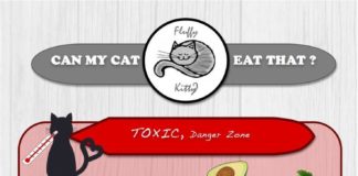 Food infographic – Food infographic – If you want to feed your cat with leftovers or more generally speaking with “hum…