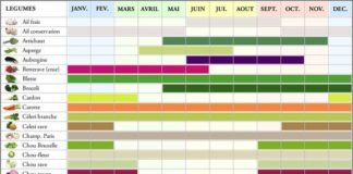 Food infographic – Fruits et légumes par saison