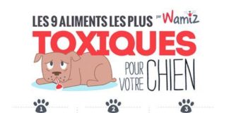 Food infographic – Les 9 aliments les plus toxiques pour votre chien