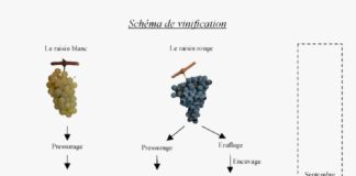 Food infographic – Schéma de vinification des vins blancs et rouges