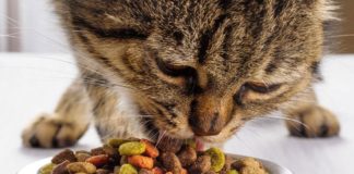 Food infographic – Top 13 Best Dry Cat Food Brands Of 2016 | ListMart – Part 13